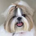 Cães e gatos precisam ir ao oftalmologista para evitar cegueira imagem
