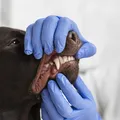 Cães precisam ir ao dentista? Saiba como cuidar dos dentes do seu pet imagem