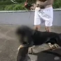 Cães são mortos e moradores denunciam série de ataques de rottweiler em Salvador imagem