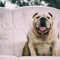 Canetas emagrecedoras para pets? Entenda se o uso em cães é permitido imagem