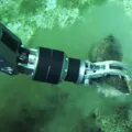 Cemitério de baleias a 7 mil metros de profundidade é descoberto no oceano imagem