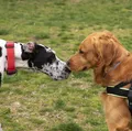 Como saber se o cachorro está brincando ou começando uma briga? imagem