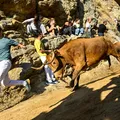 Correia, touros e penhasco: veja imagens do Encierro del Pilón na Espanha imagem