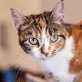 Descubra o segredo por trás da pelagem dos gatos tricolores imagem
