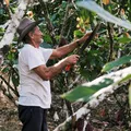Dia do Agricultor: quem são os protagonistas que movem a Bahia imagem