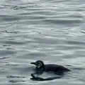 Encontrou um animal marinho na praia? Saiba como agir imagem