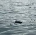 Entenda por que pinguins aparecem na Bahia durante o inverno imagem
