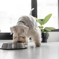 Essa alimentação pode transformar a saúde do seu cachorro imagem