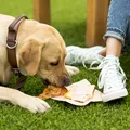 Esse alimento pode estar fazendo mal ao seu cachorro imagem