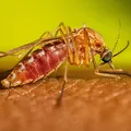 Febre do Nilo Ocidental: vírus letal chega ao Brasil e acende alerta imagem