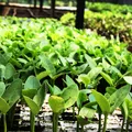 Fortalecer a microbiologia do solo amplia produtividade das lavouras imagem