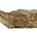 Fóssil de escorpião gigante de 415 milhões de anos é achado por cientistas imagem