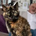 Gata de 31 anos deve entrar no Guinness Book como mais velha do mundo imagem