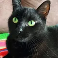 Gato vidente que acertou jogos do Brasil faz nova aposta contra Japão imagem