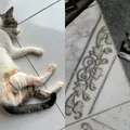 Gatos são achados mortos e moradores denunciam envenenamento na Bahia imagem