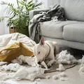 Hábito comum pode encurtar a vida do seu cachorro imagem