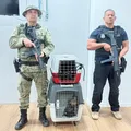 Homem é preso por venda ilegal de macacos-prego em Salvador imagem
