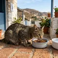 Ilha paradisíaca oferece hospedagem grátis para quem cuidar de gatos imagem