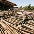 Impacto bilionário: novo tarifaço pode atingir açúcar, etanol e madeira imagem