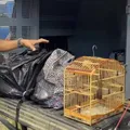 Influenciador digital é preso por tráfico ao tentar fugir com mochilas cheias de drogas imagem