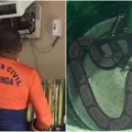Jiboia é encontrada dentro de aparelho de ar-condicionado imagem
