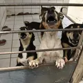 Lei cria site para achar pets perdidos e incentivar adoção de cães e gatos imagem