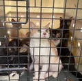 Mais de 50 gatos são resgatados por brasileiros após terremotos na Venezuela imagem