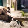 Motoristas que abandonarem animais poderão ter CNH suspensa imagem