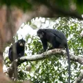 Nova espécie rara de macaco que ‘coaxa’ como sapo é descoberta imagem