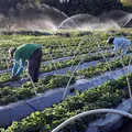 O agricultor e o publicitário imagem