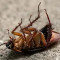 Pavor de barata pode ser fobia? Saiba quando o medo deixa de ser normal imagem