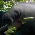 Peixe-boi entra em risco máximo de extinção e acende alerta no Brasil imagem