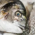 Peixe popular no Brasil entra em extinção e pode ter venda proibida imagem
