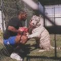 Pet de R$ 400 mil: relembre a história maluca de Mike Tyson e sua tigresa imagem