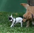 Pets idosos: veja 5 mudanças na rotina que merecem atenção imagem