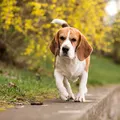 Pets podem ajudar a reduzir o Imposto de Renda imagem