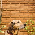 Pets podem ajudar a reduzir o Imposto de Renda imagem