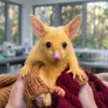 Pikachu da vida real e zebra de bolinhas: veja mutações raras na natureza imagem