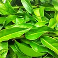 Planta rica em ferro e cálcio ganha espaço na alimentação saudável imagem