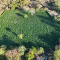 Plantação com 35 mil pés de maconha é destruída na Bahia imagem