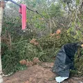 Polícia Civil apreende 1,5 tonelada de maconha na Chapada Diamantina imagem