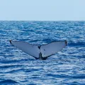 Porto Seguro ganha ponto para observação de baleias-jubarte; saiba onde imagem