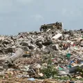 Prefeitura baiana vai ter que adotar medidas contra animais soltos em lixão imagem
