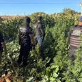 Prejuízo de R$ 500 mil: 100 pés de maconha são erradicados na Bahia imagem