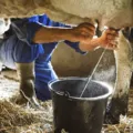 Produção de leite cresce, mas de ovos cai na Bahia imagem