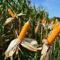 Produtores rurais ganham prazo para se adequar ao CNPJ obrigatório imagem
