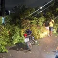 Queda de árvore interdita avenida e deixa feridos no Dique do Tororó imagem