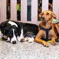 Quer adotar um pet? Projeto 'Adote no Parque' reúne animais resgatados imagem