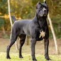 Raças de cães populares correm risco de extinção; veja lista imagem