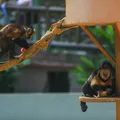 Saiba o que acontece após o resgate de um animal em situação de risco imagem